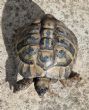 Hermanns : Male approx 20 years old (Houdini)